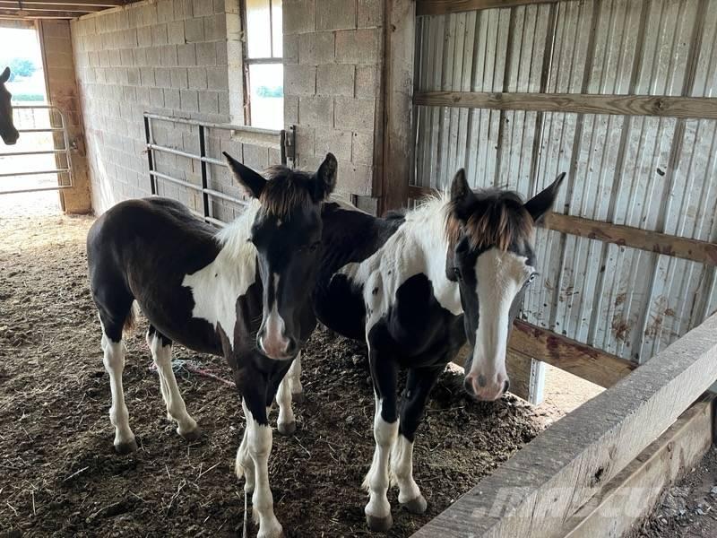  Horse Filly Other livestock machinery and accessories