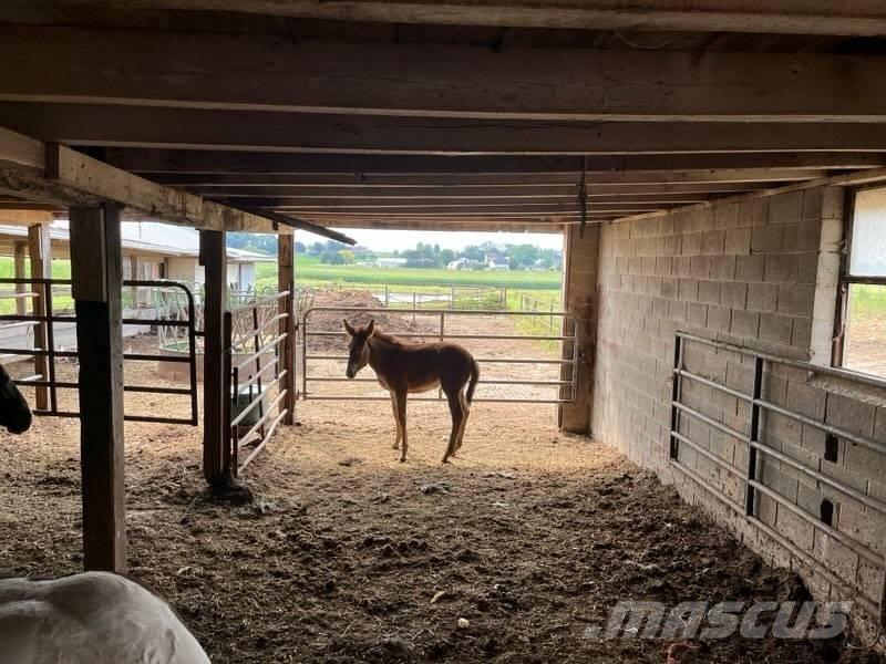  Mule Colt Other livestock machinery and accessories