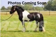  Horse Standardbred Other livestock machinery and accessories