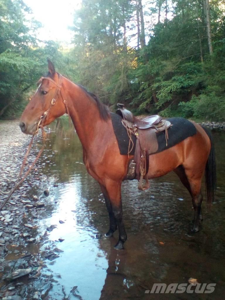 Morgan Mare Other livestock machinery and accessories