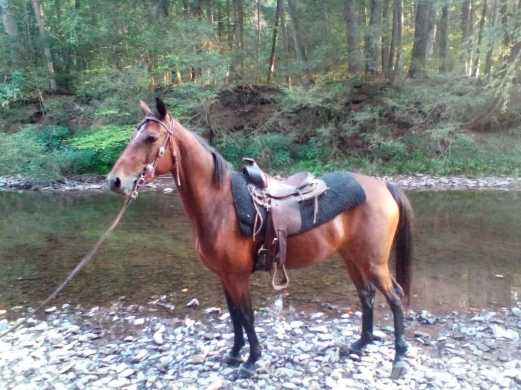 Morgan Mare Other livestock machinery and accessories