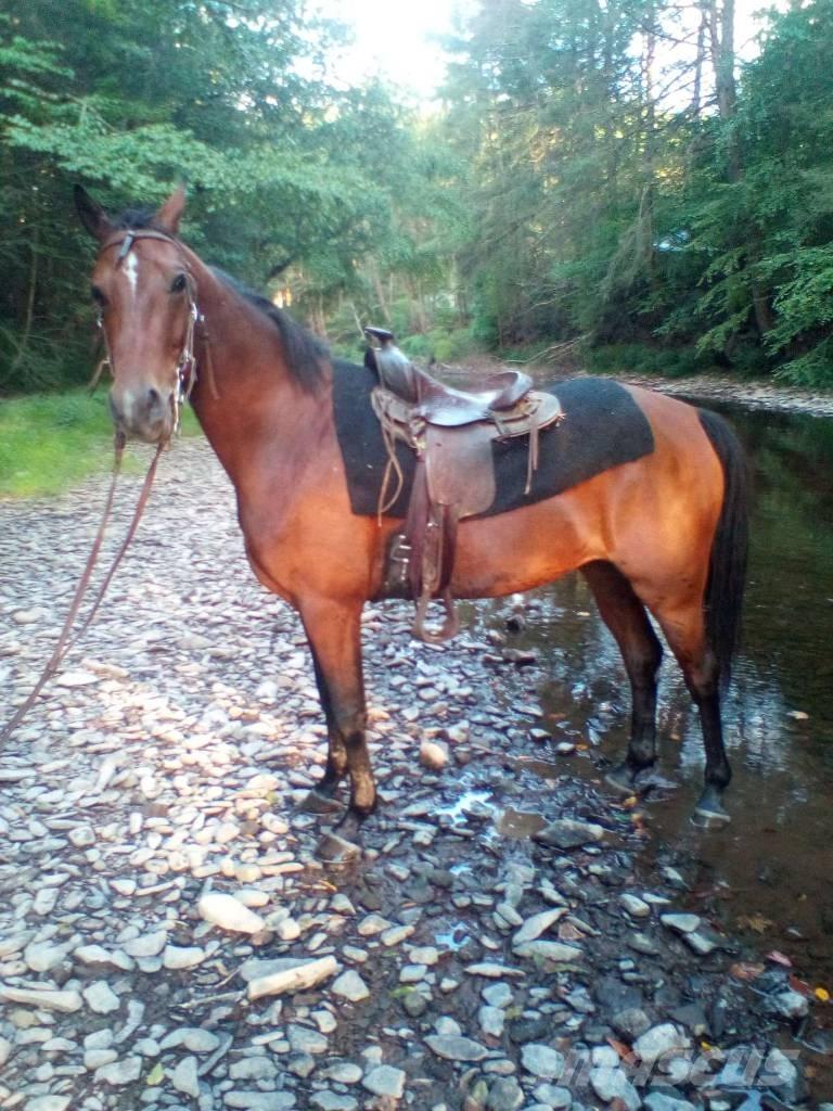 Morgan Mare Other livestock machinery and accessories