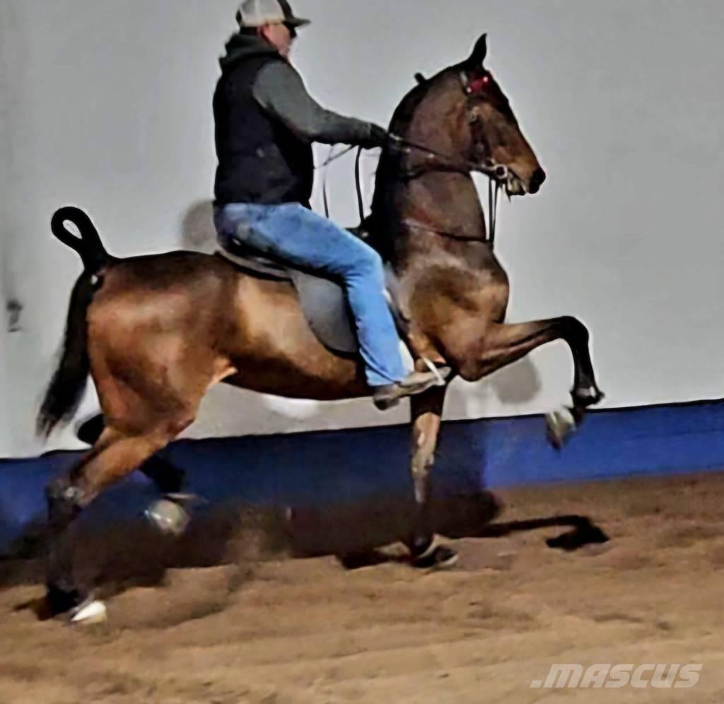  Horse Saddlebred Other livestock machinery and accessories