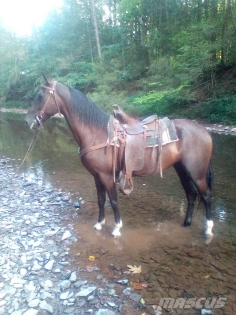  Horse Standaredbred Other livestock machinery and accessories