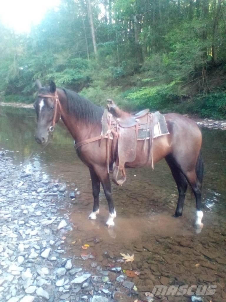  Horse Standaredbred Other livestock machinery and accessories