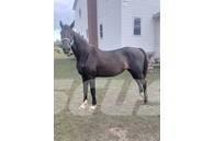  Horse Mare Other livestock machinery and accessories