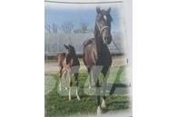  Horse Mare Other livestock machinery and accessories