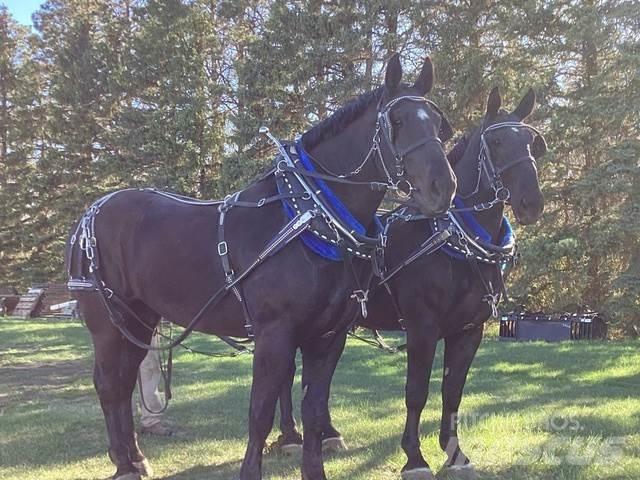  Percheron Team Other