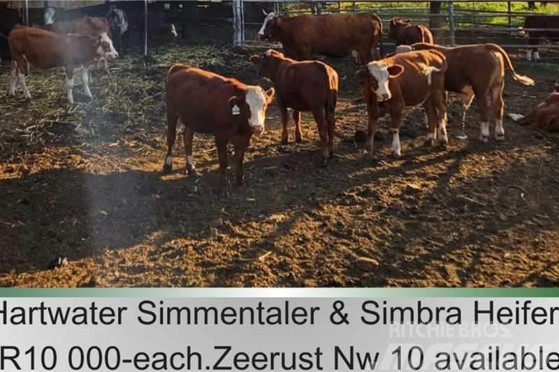  10 x Simmantaler/Simbra heifers Other trucks